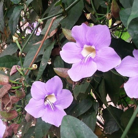 Mayapott Plantation Villa 테카디 외부 사진