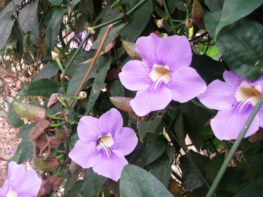 Mayapott Plantation Villa 테카디 외부 사진
